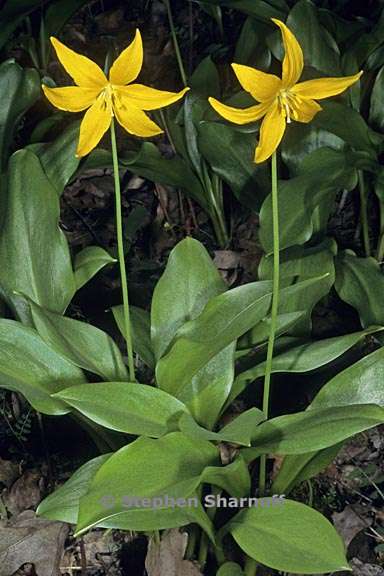 erythronium tuolumnense 1 graphic